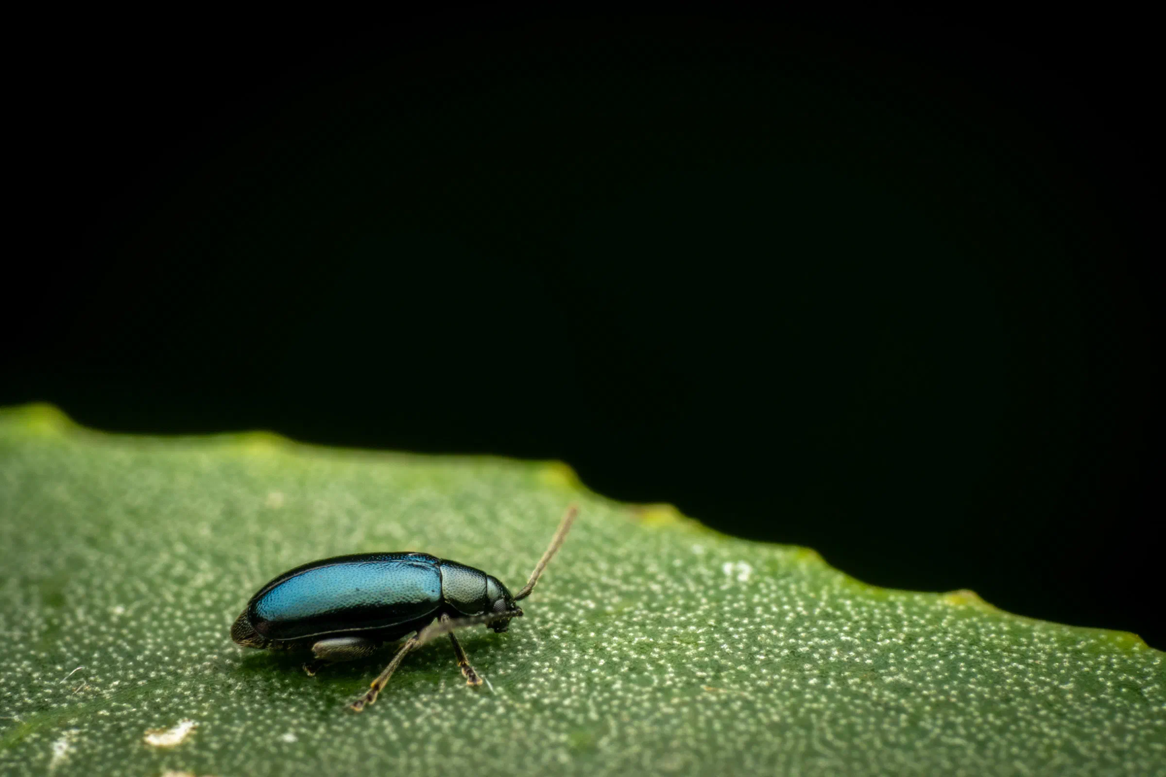 Phyllotreta nigripes
