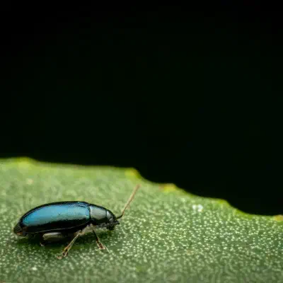 Phyllotreta nigripes