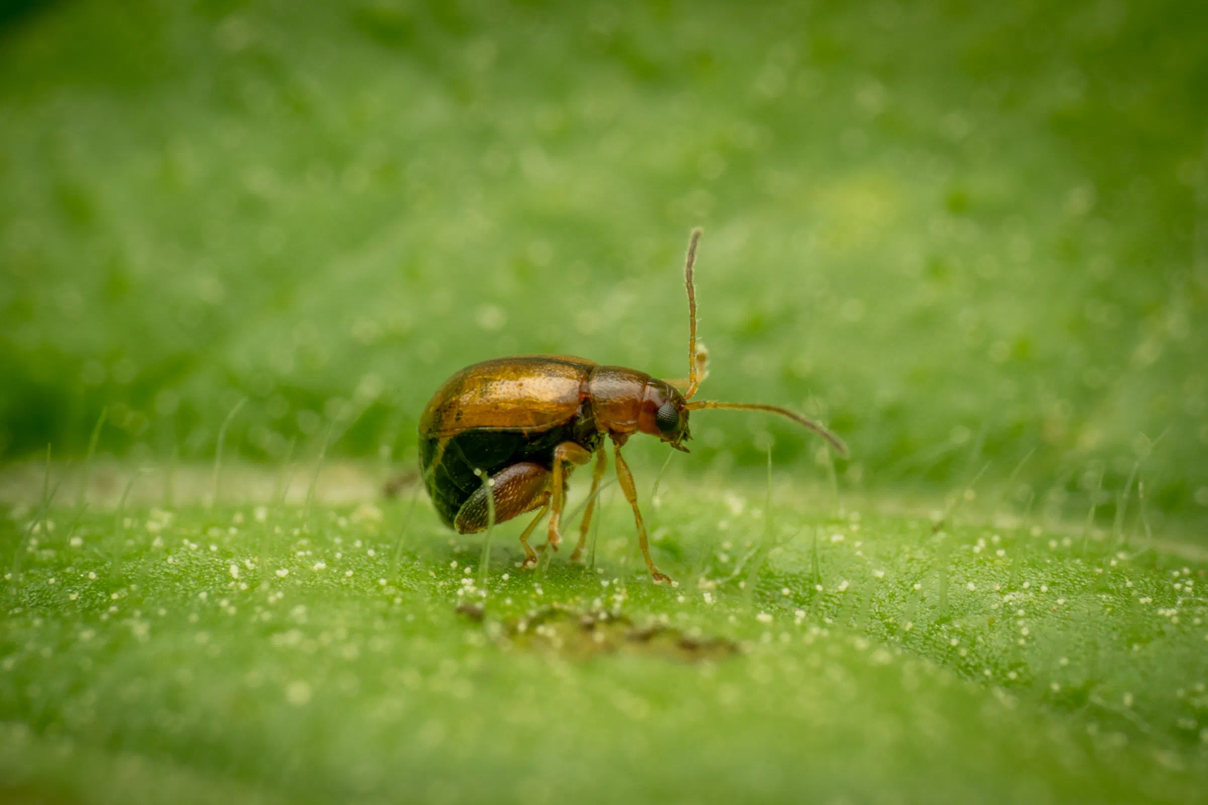 Escarabajos pulga – No. 1