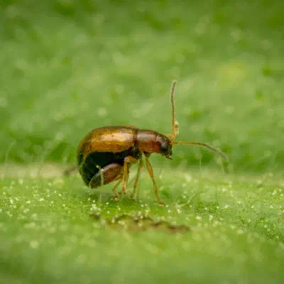 Escarabajos pulga