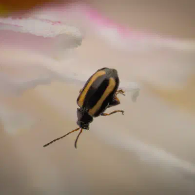Striped Flea Beetle