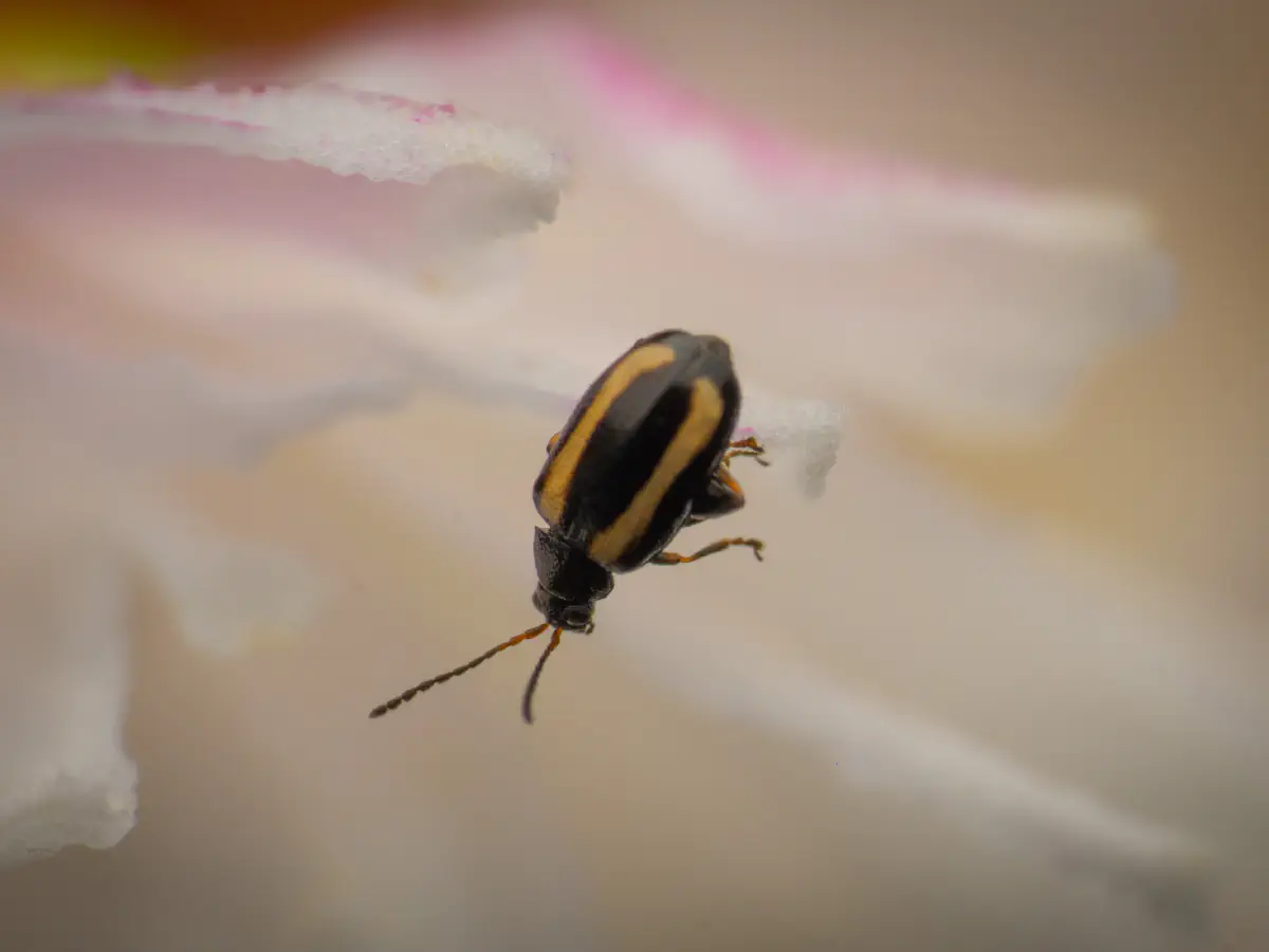 Phyllotreta striolata