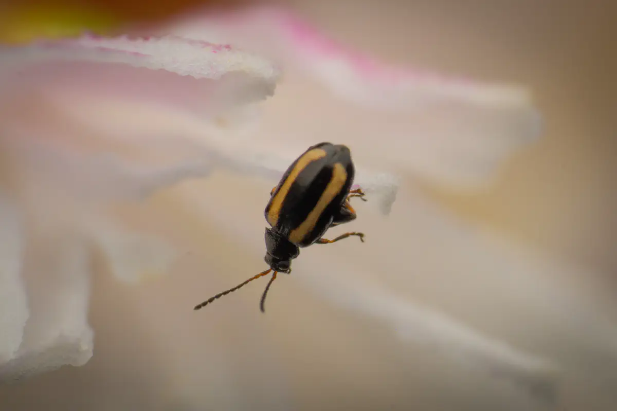 Phyllotreta striolata – No. 1