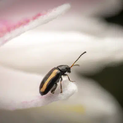 Phyllotreta striolata