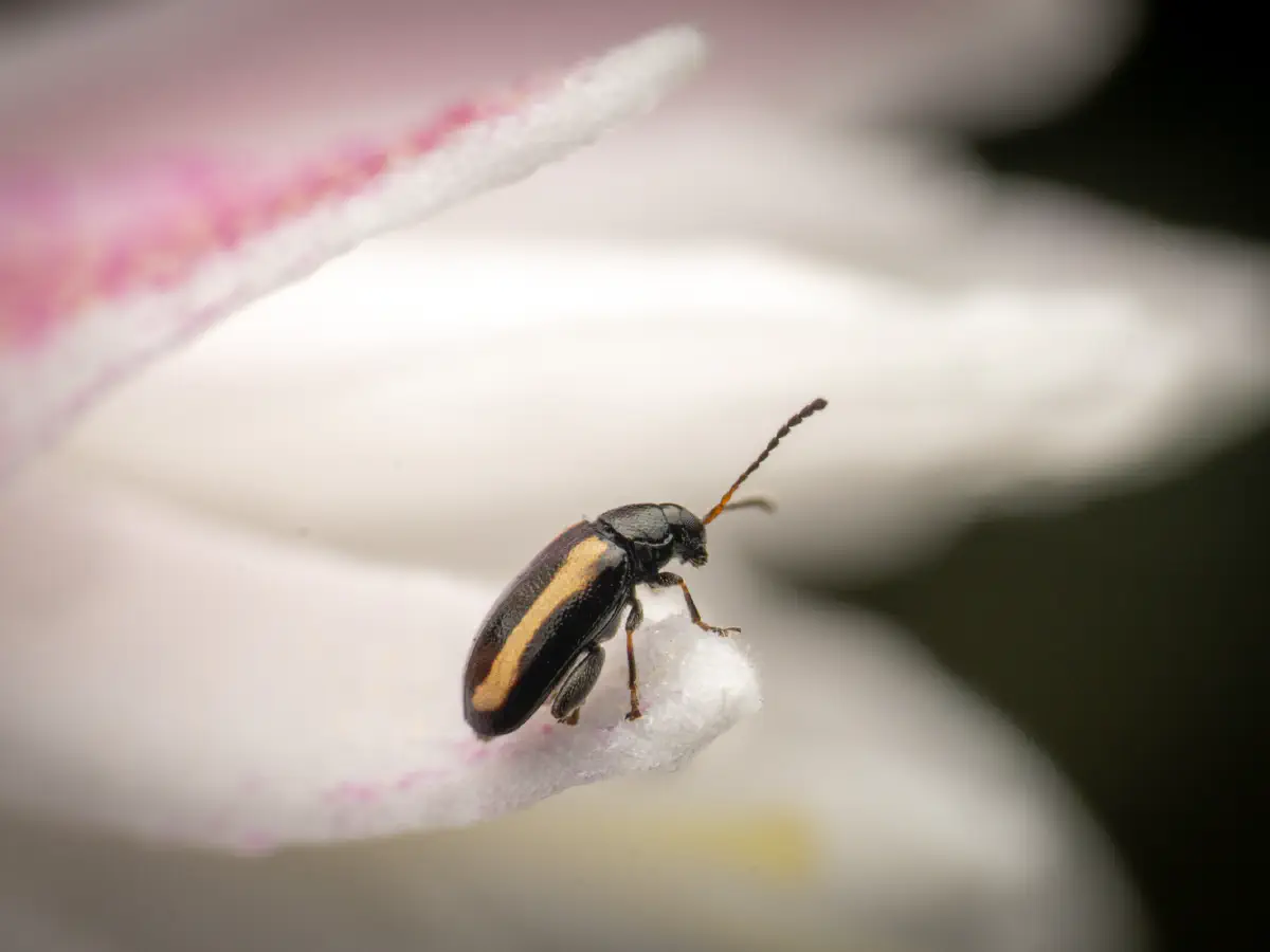 Phyllotreta striolata