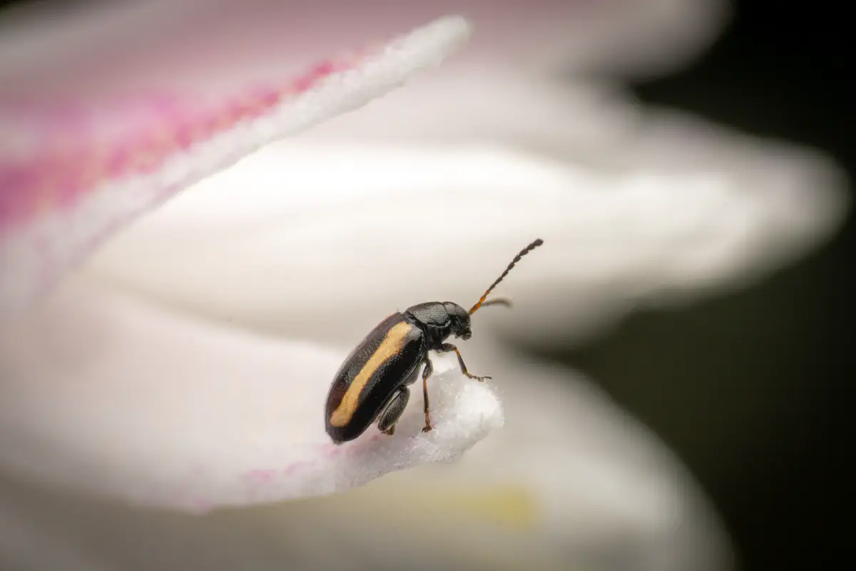 Phyllotreta striolata – No. 2