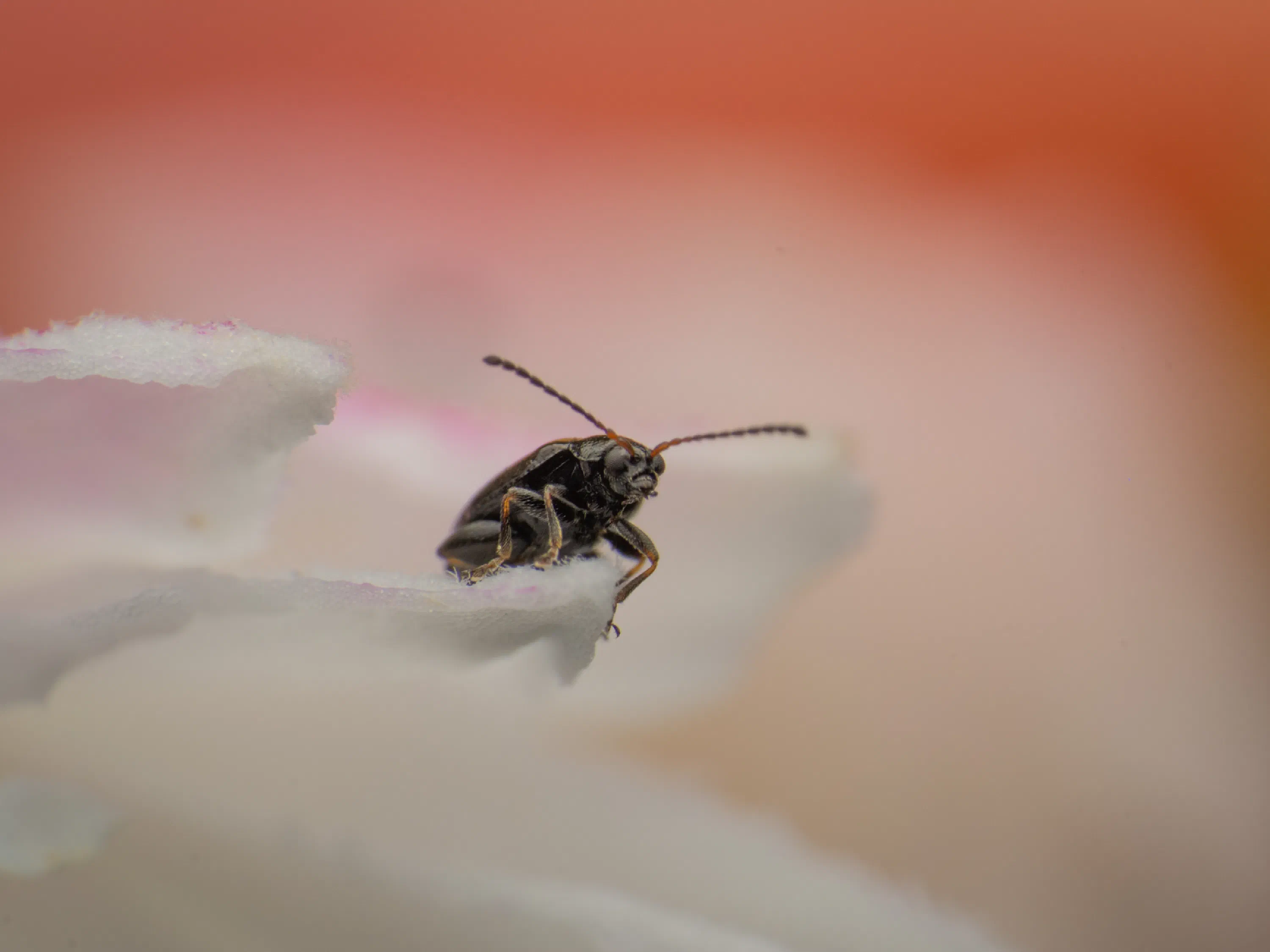 Phyllotreta striolata