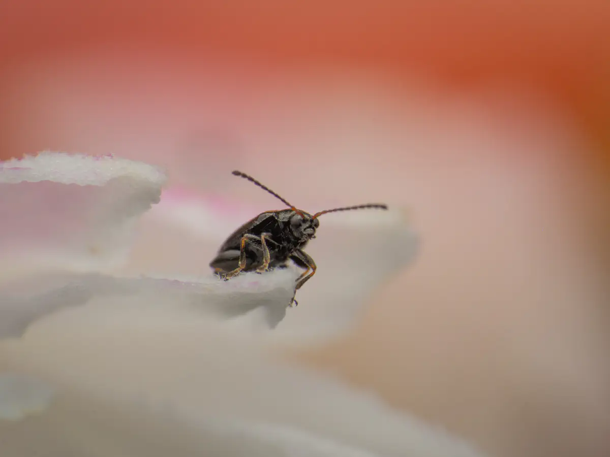 Phyllotreta striolata