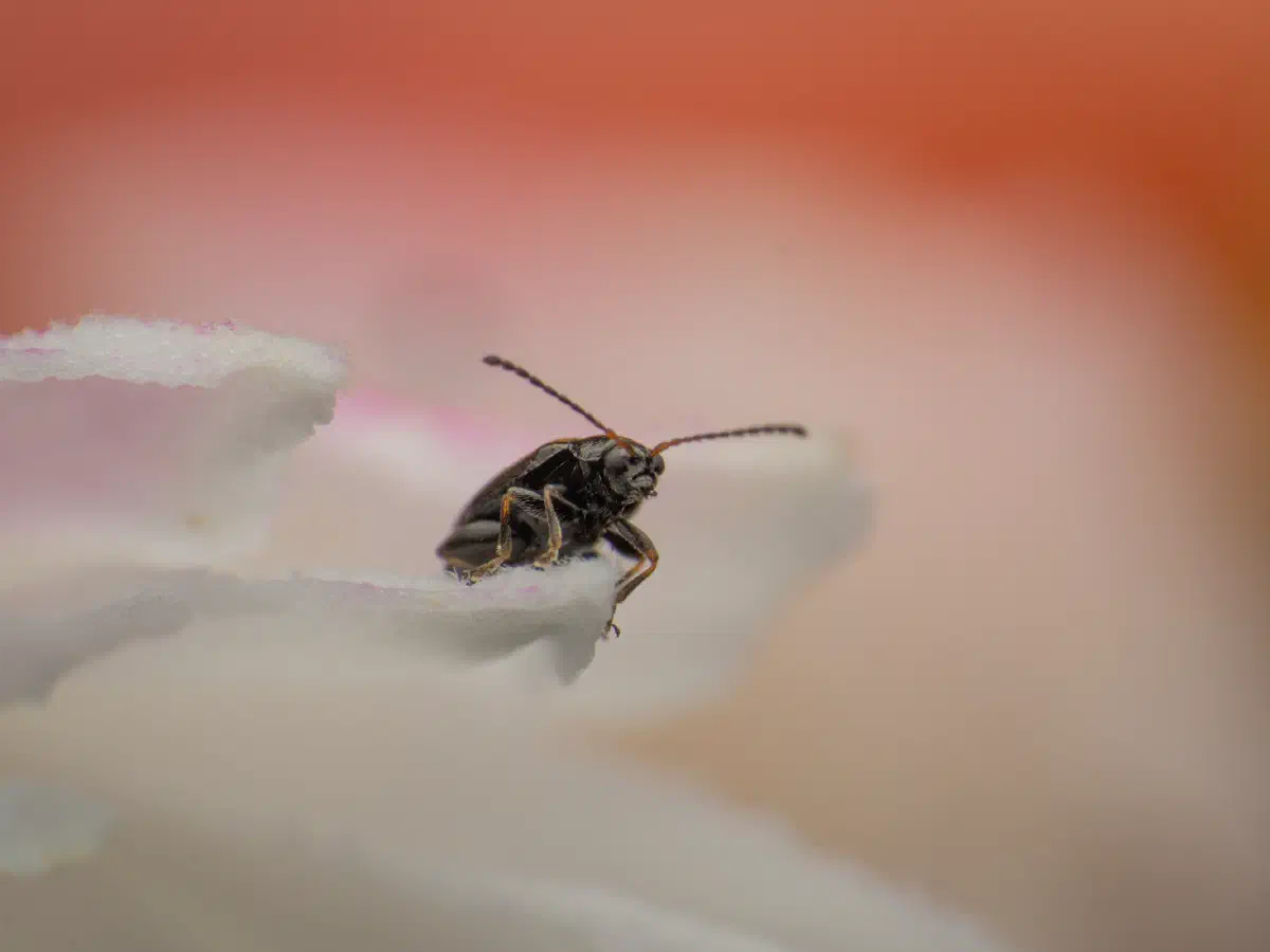 Phyllotreta striolata