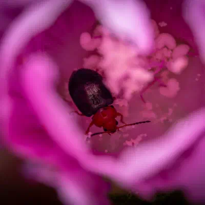 Podagrica fuscicornis