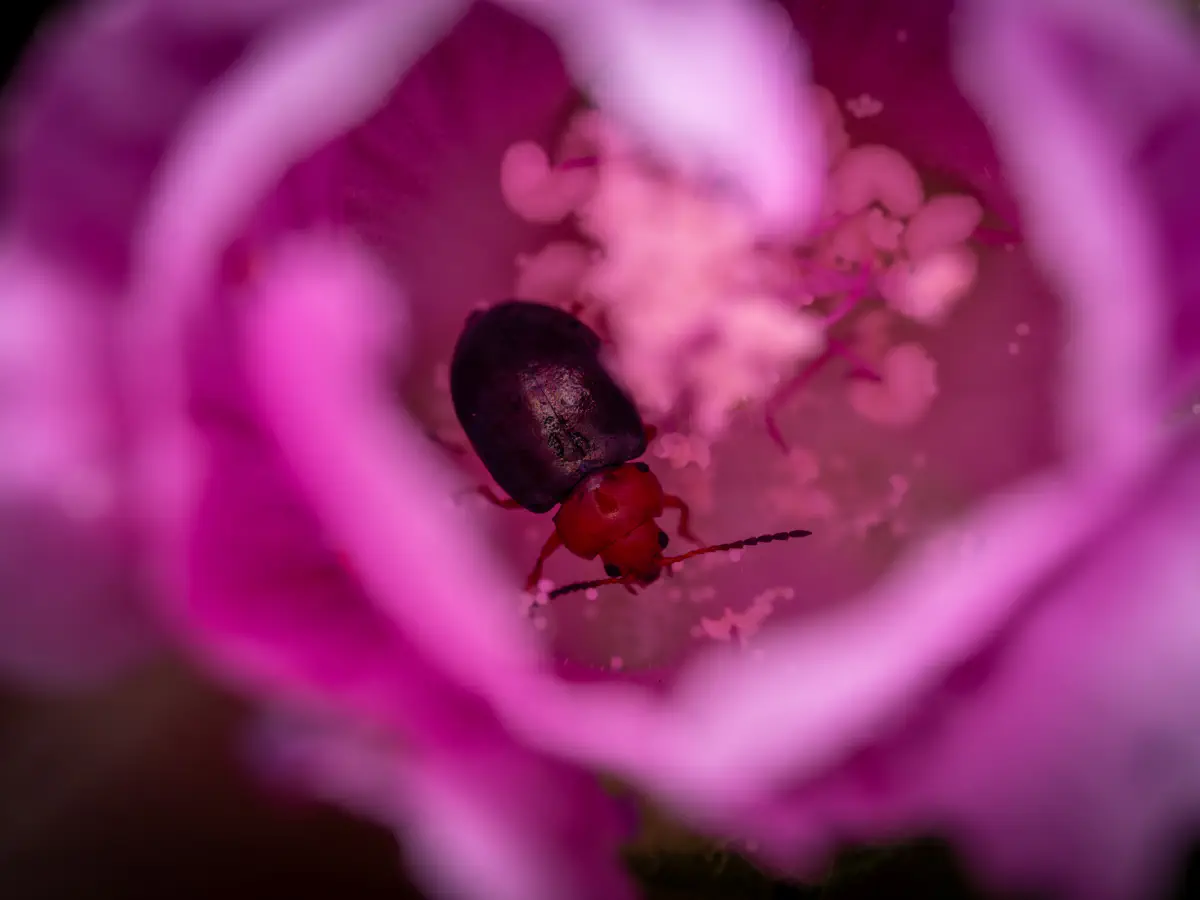 Altise de la Guimauve