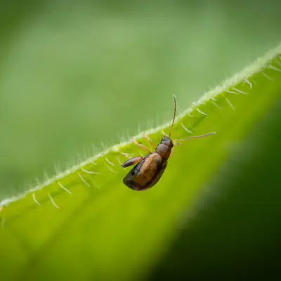 Luperaltica