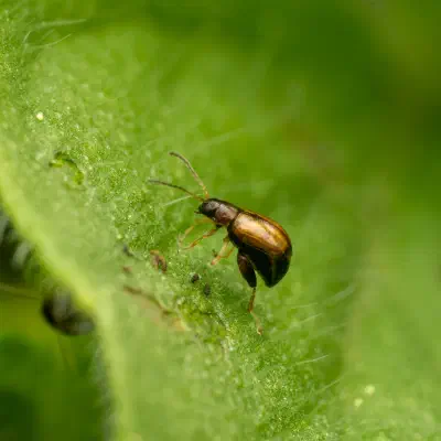 Luperaltica
