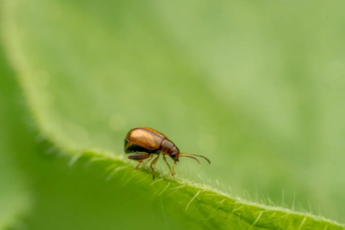 Luperaltica – No. 3