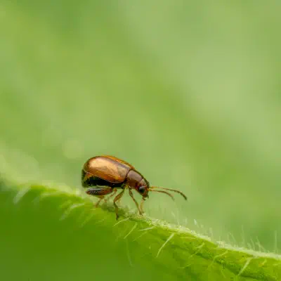 Luperaltica