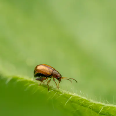 Luperaltica