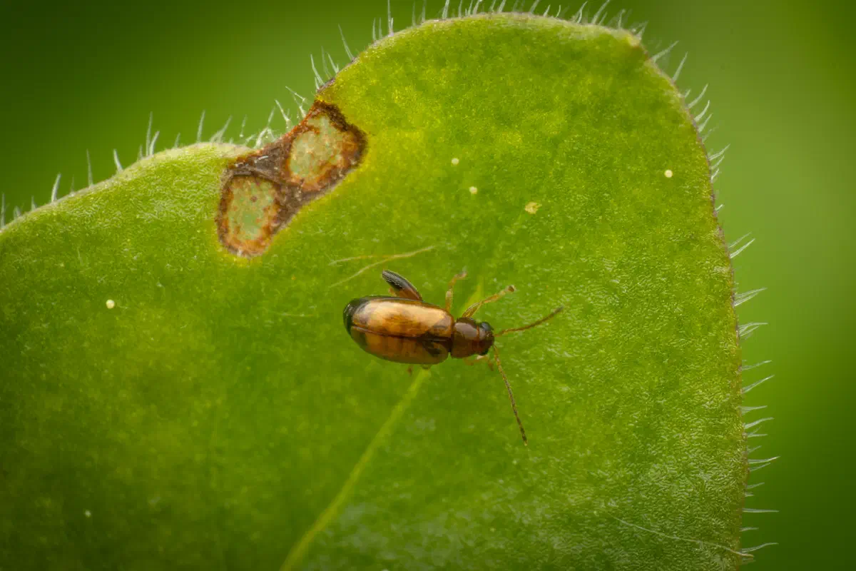 Luperaltica – No. 4