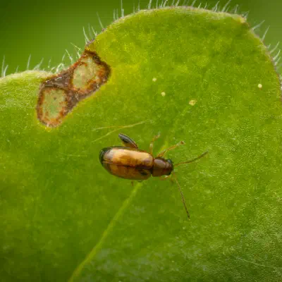 Luperaltica
