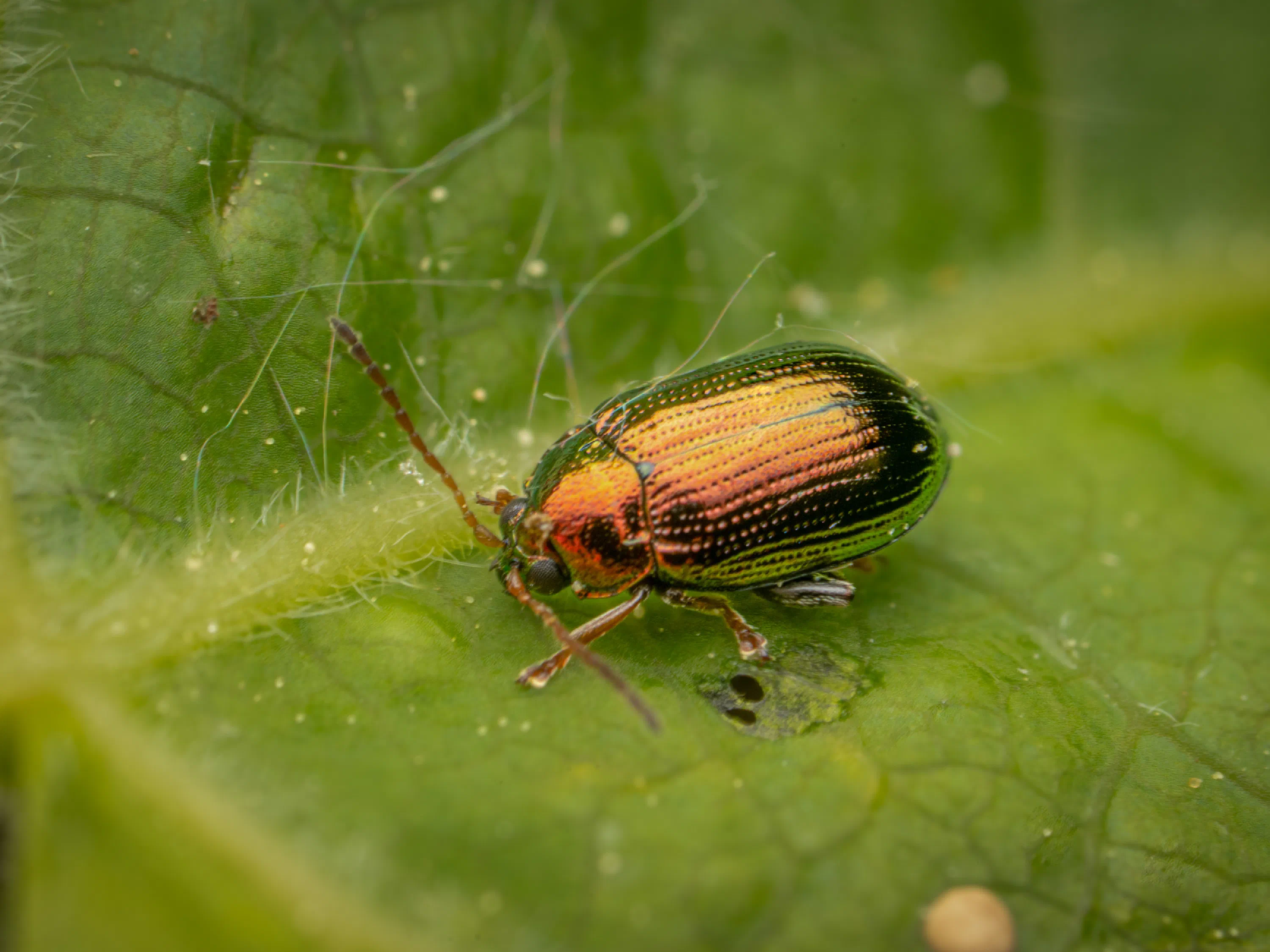 Crepidodera aurea