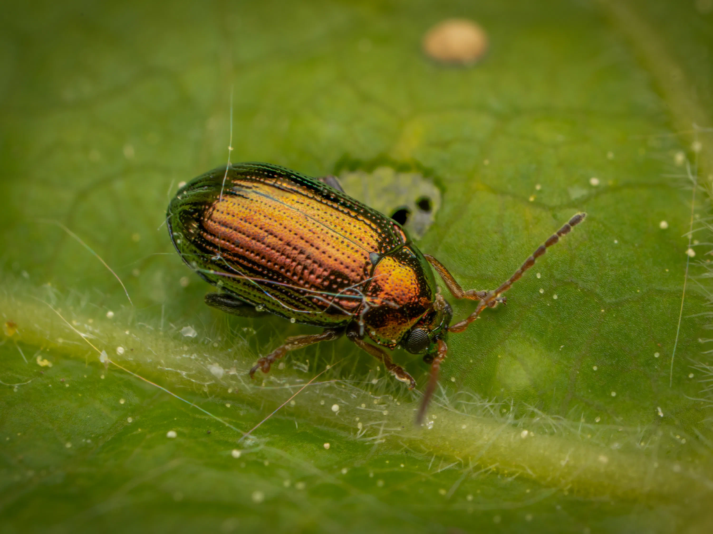 Crepidodera aurea