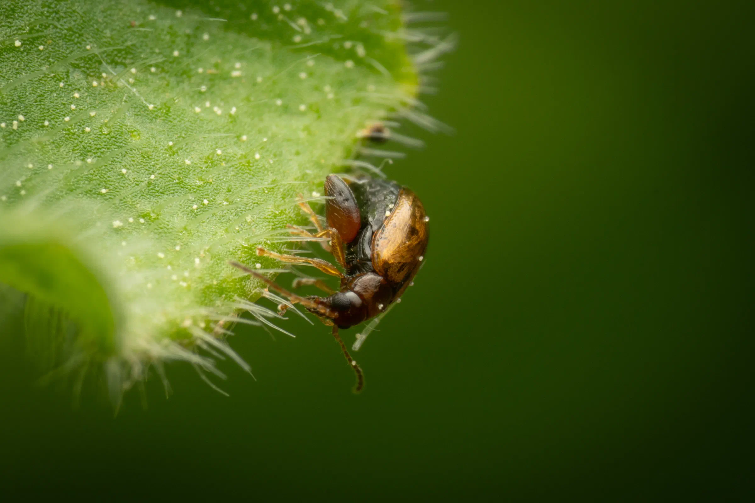 Escarabajos pulga – No. 2