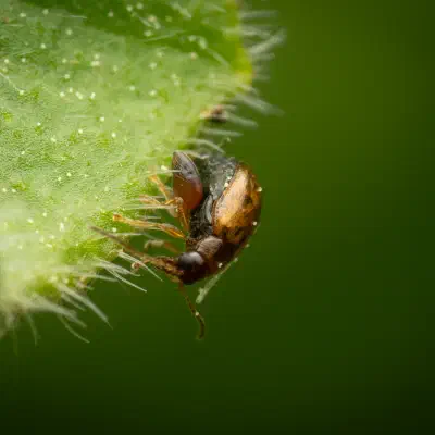 Flea Beetles