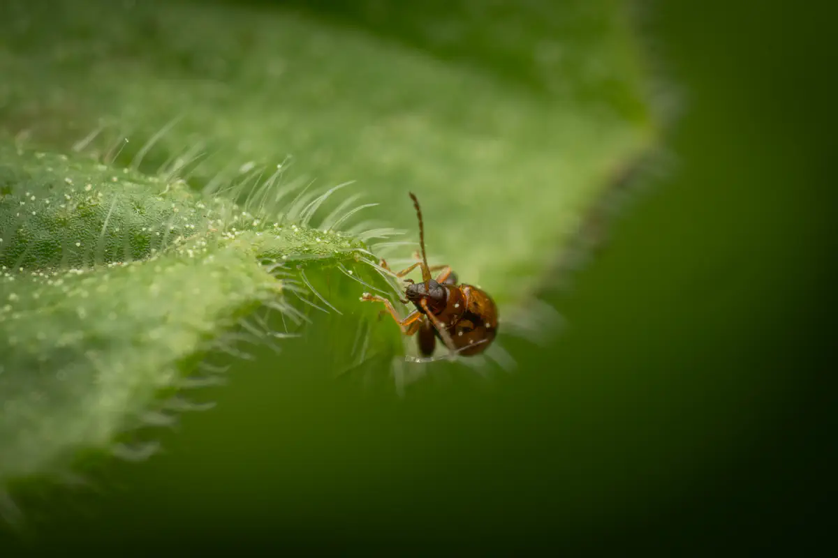 Flea Beetles – No. 3