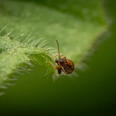 Escarabajos pulga
