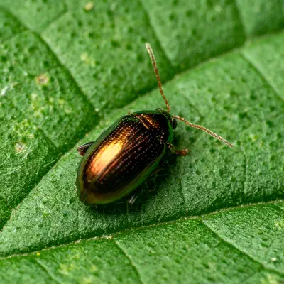 Crepidodera aurata