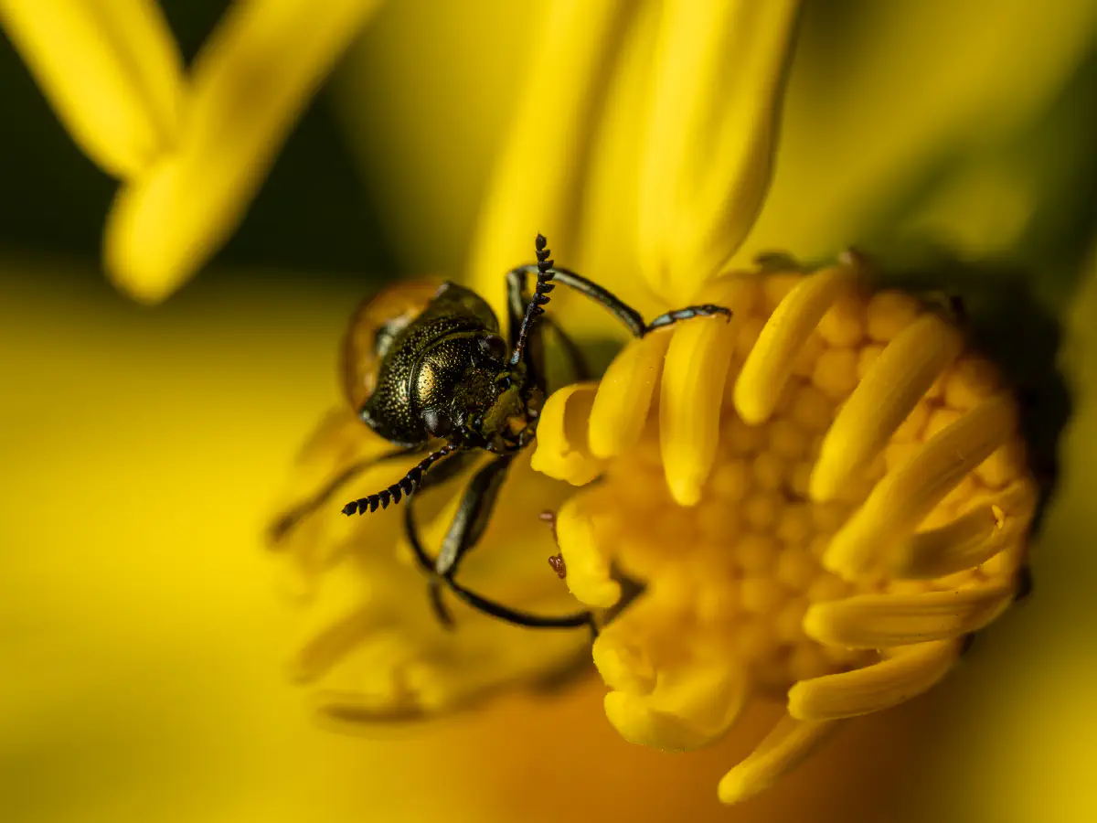Labidostome à longues pattes