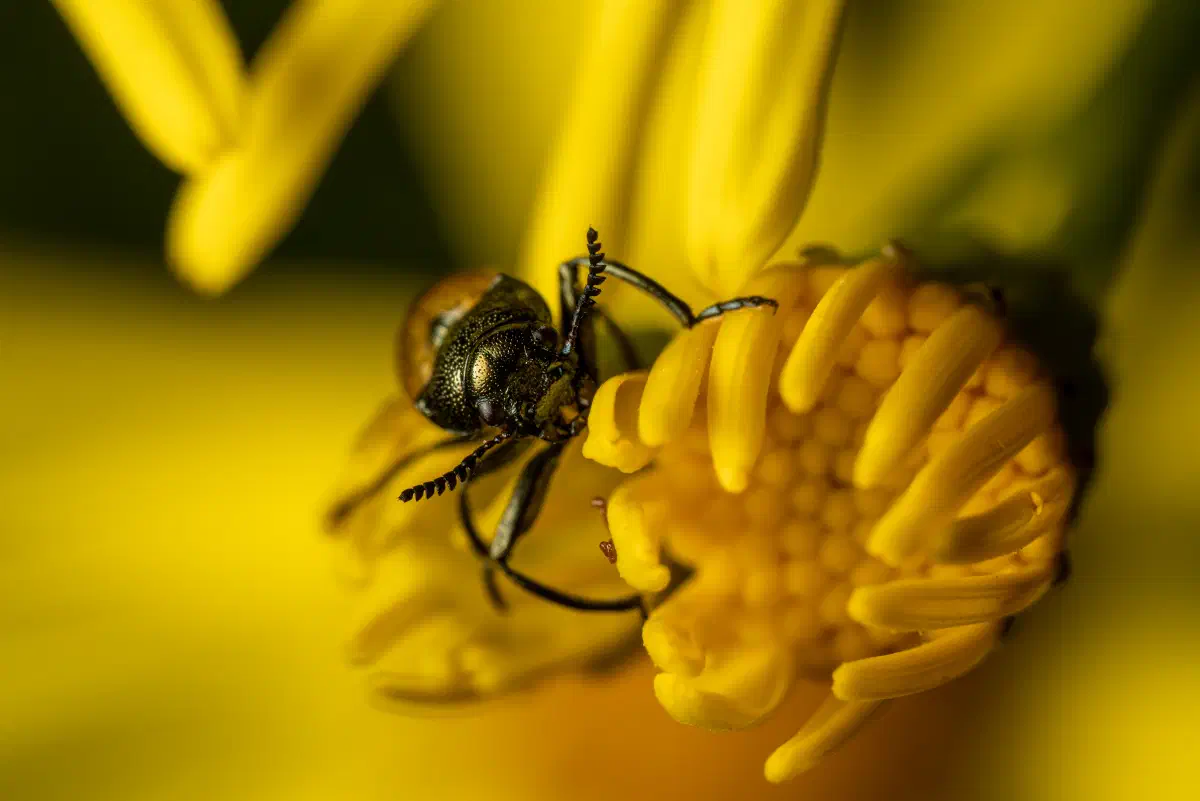 Labidostome à longues pattes