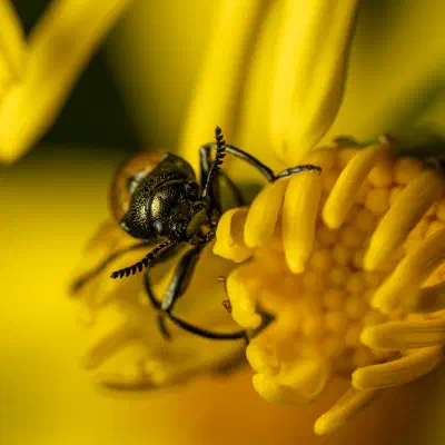 Labidostome à longues pattes