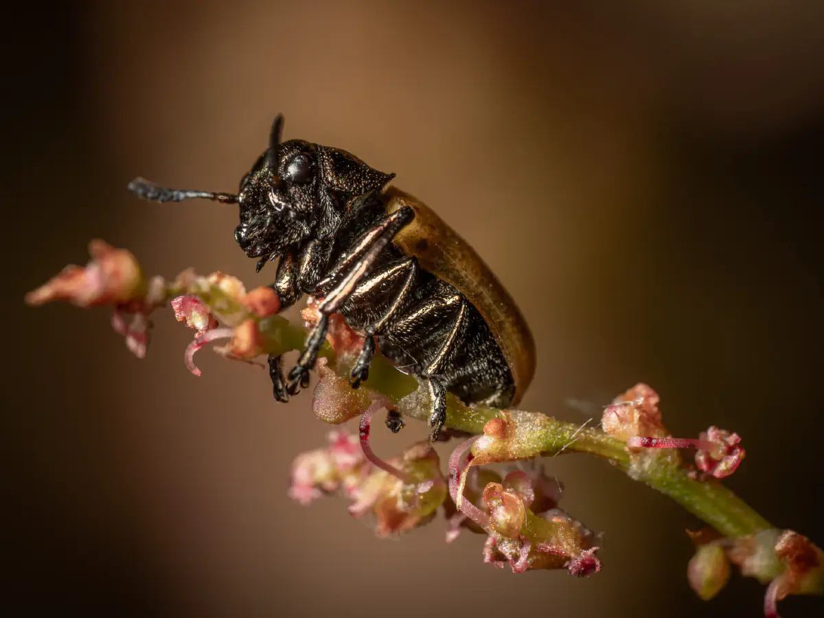Labidostome à longues pattes