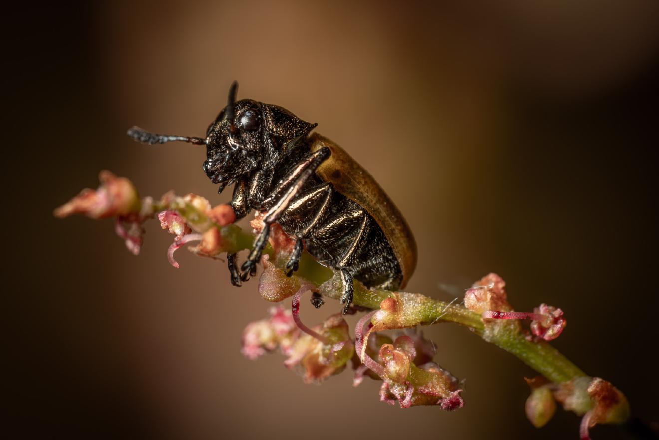 Labidostomis longimana – No. 2