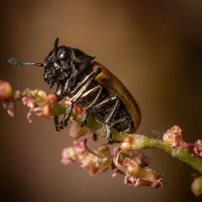 Labidostome à longues pattes