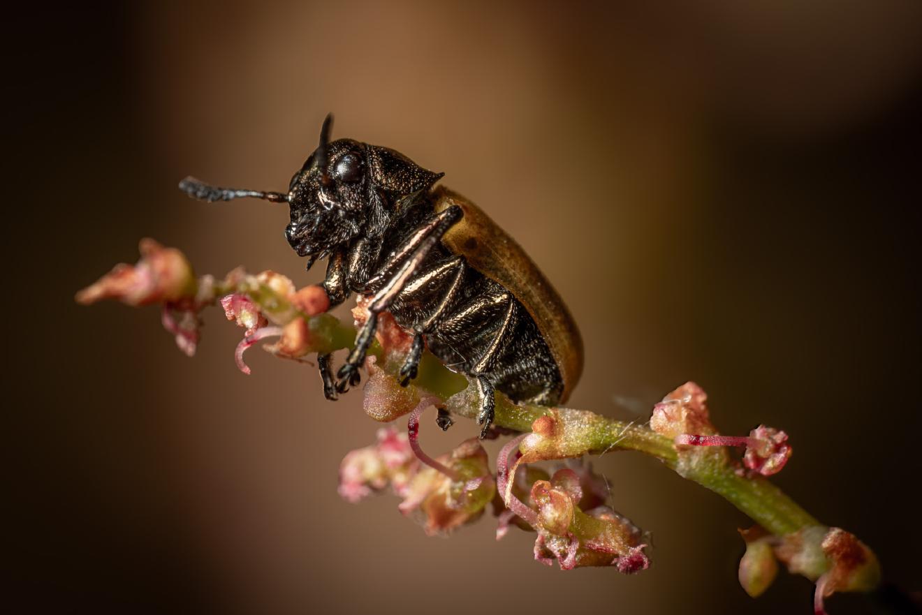 Labidostomis longimana – No. 2