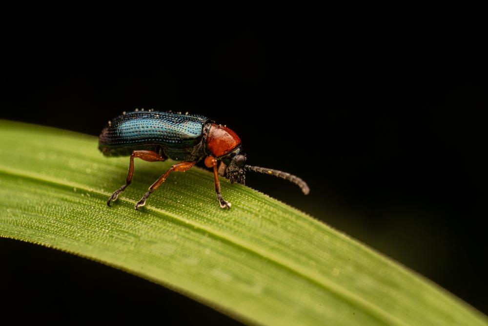 Getreidehähnchen