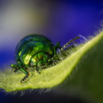 Green Dock Beetle