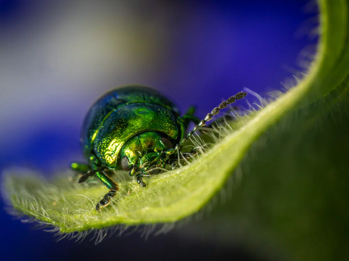 Gastrophysa viridula