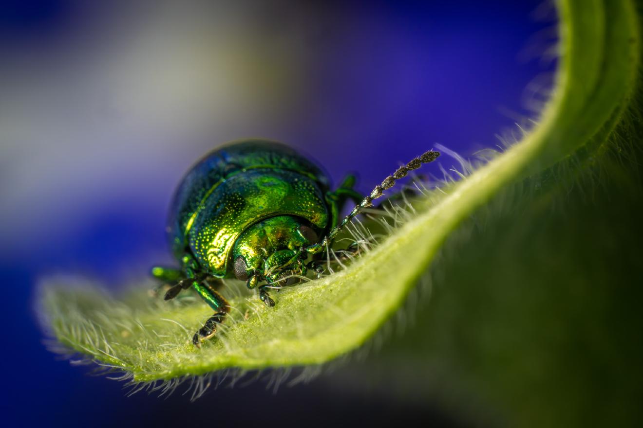 Green Dock Beetle – No. 1