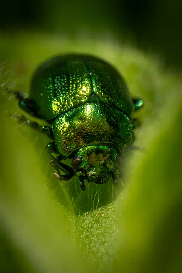Gastrophysa viridula