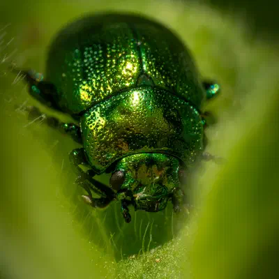 Gastrophysa viridula