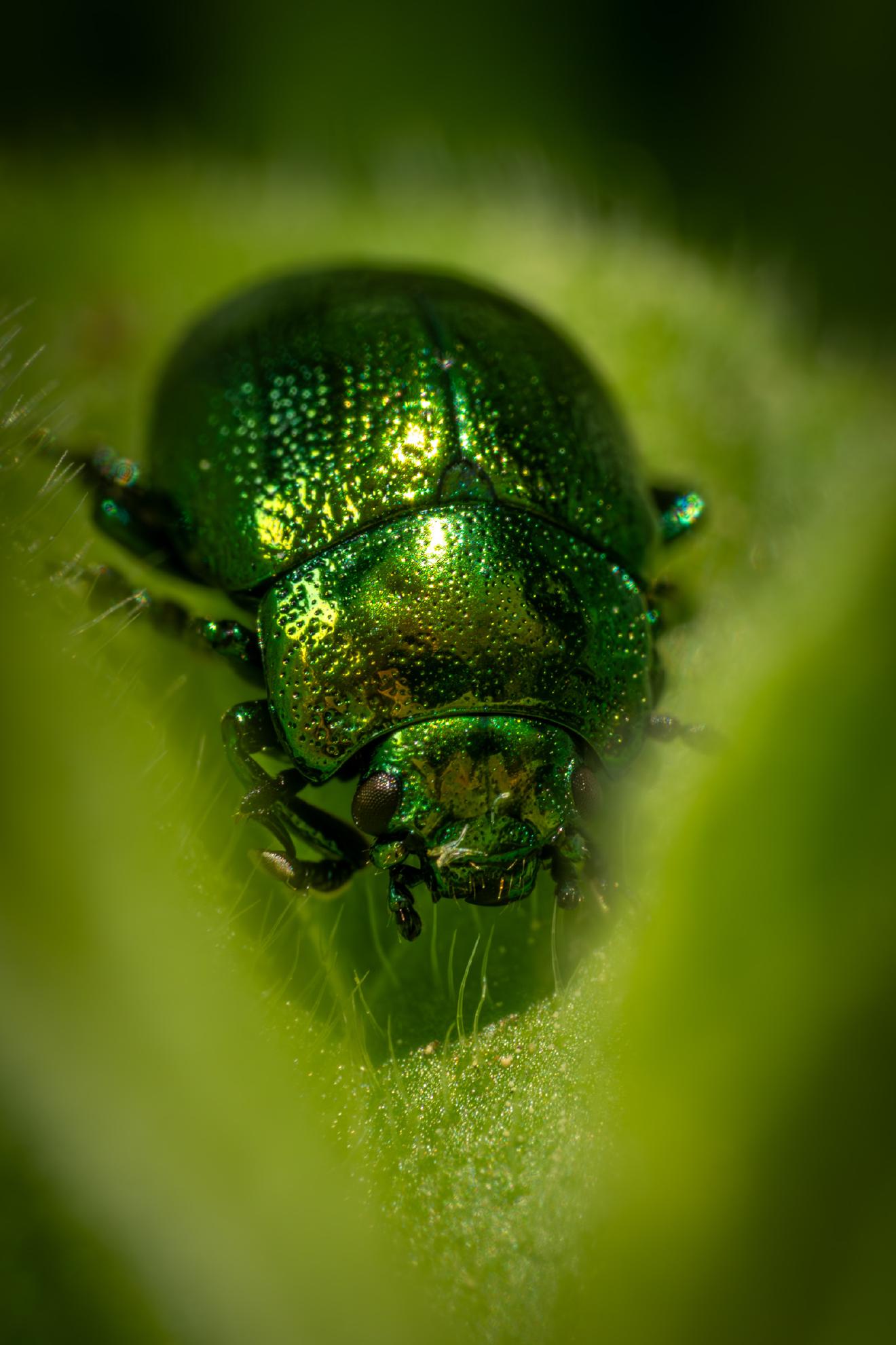 Green Dock Beetle – No. 2