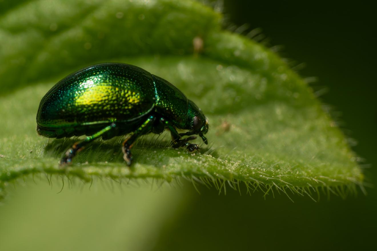 Green Dock Beetle – No. 3