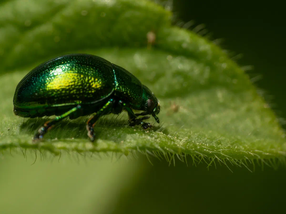 Gastrophysa viridula
