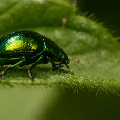 Green Dock Beetle