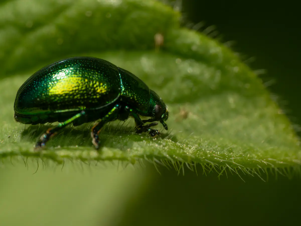 Gastrophysa viridula