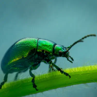 Green Dock Beetle