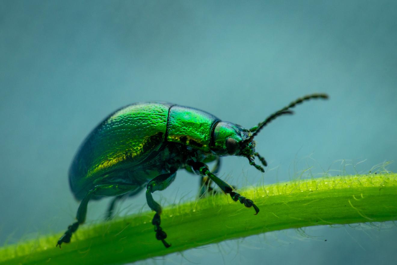 Green Dock Beetle – No. 4