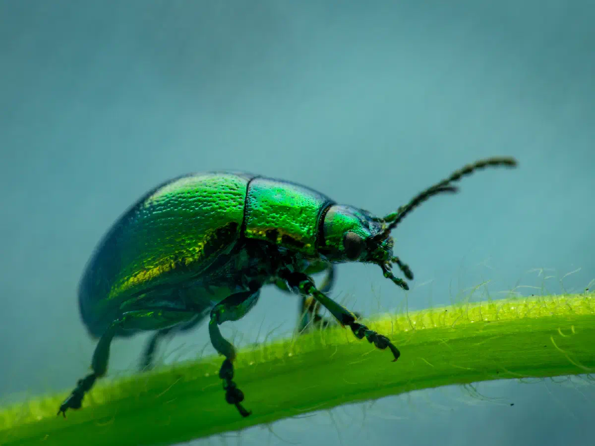 Gastrophysa viridula